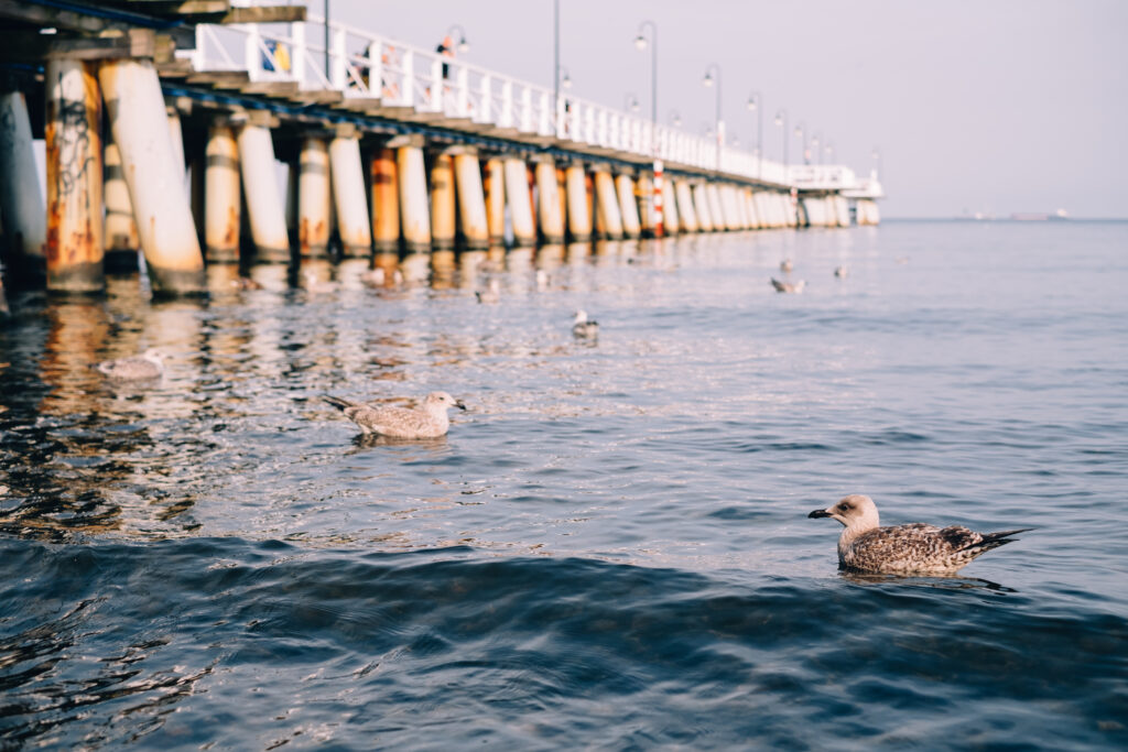 Seagulls floating near the pier 2 - free stock photo