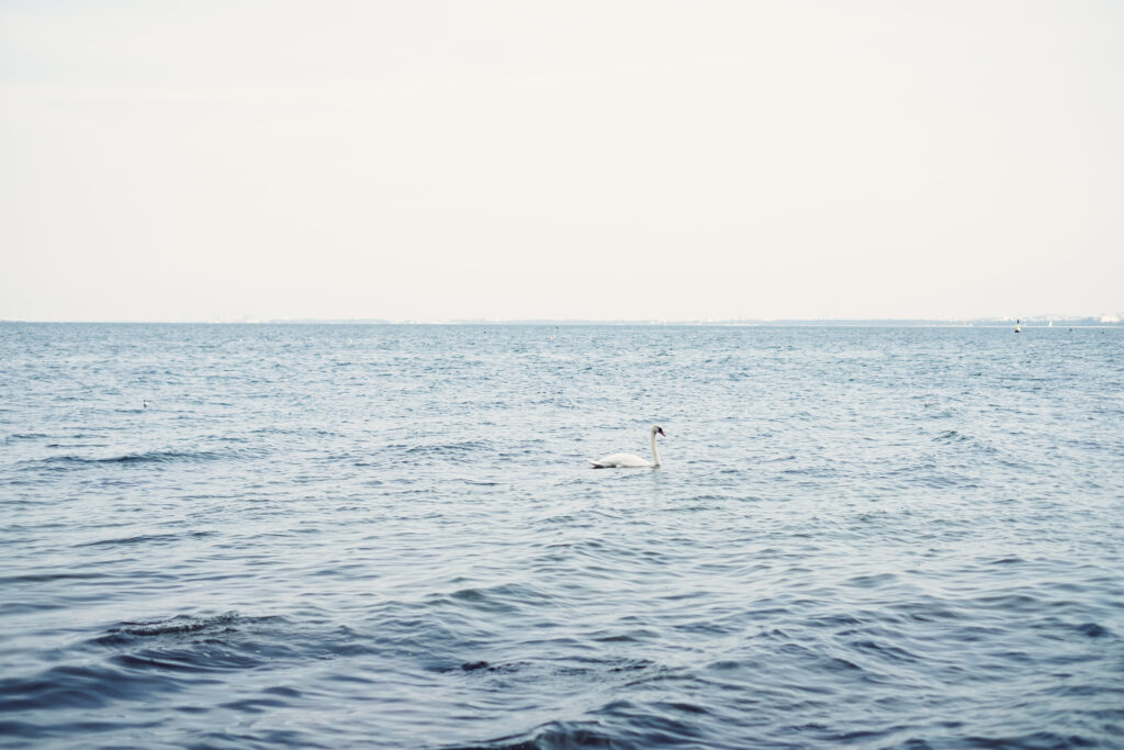 swan_floating_in_the_sea-1024x683.jpg