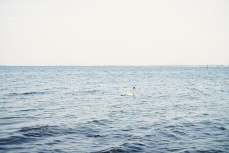 Swan floating in the sea - free stock photo