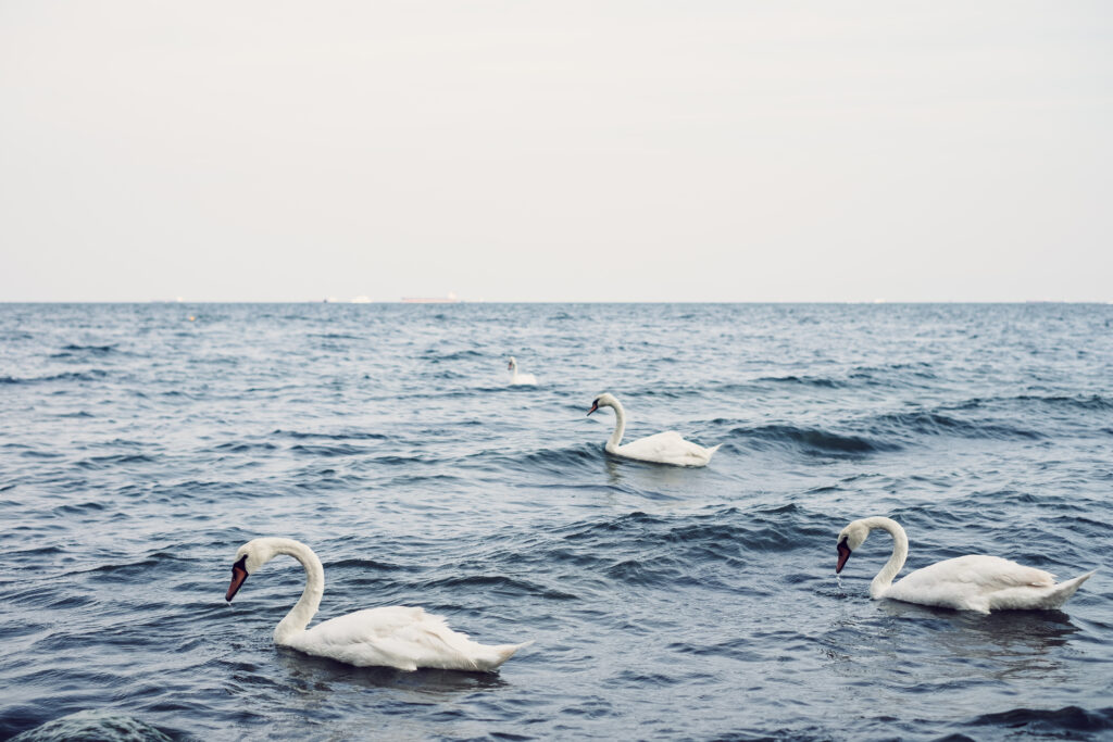 Swans floating in the sea 2 - free stock photo