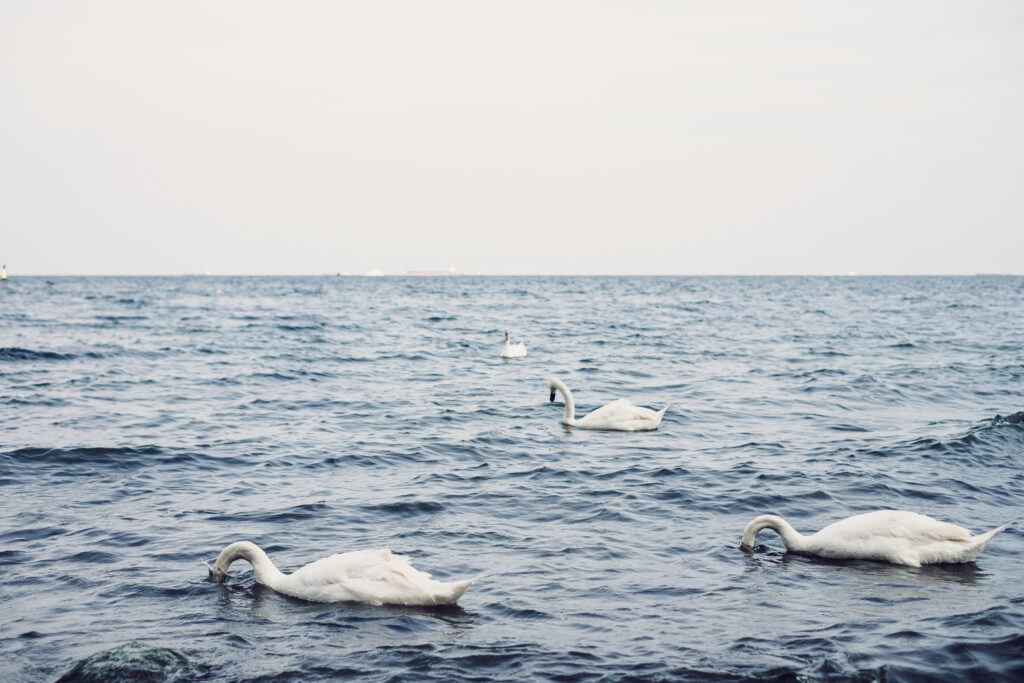 Swans floating in the sea 3 - free stock photo