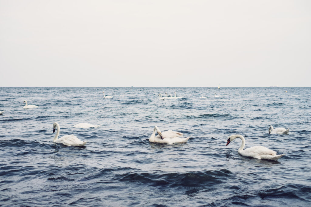 Swans floating in the sea 4 - free stock photo
