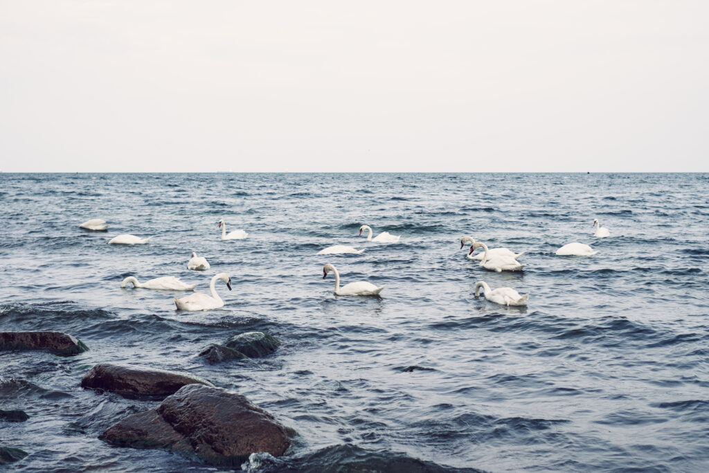 Swans floating in the sea 5 - free stock photo