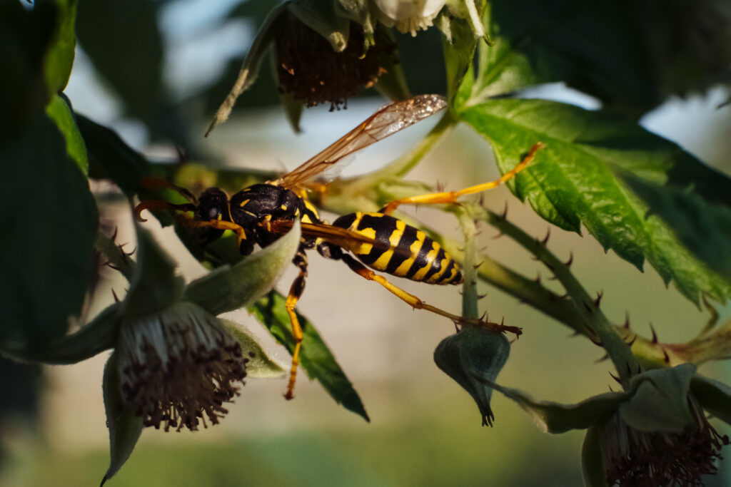 Wasp on an unripe raspberry bush - free stock photo