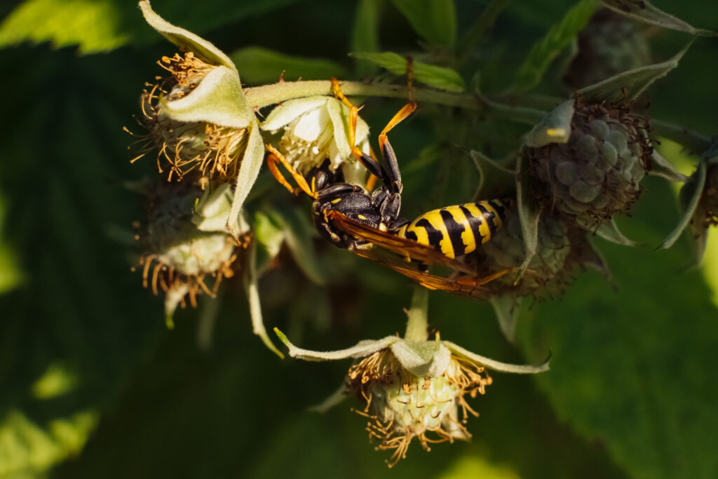 Wasp on an unripe raspberry bush 2 - free stock photo