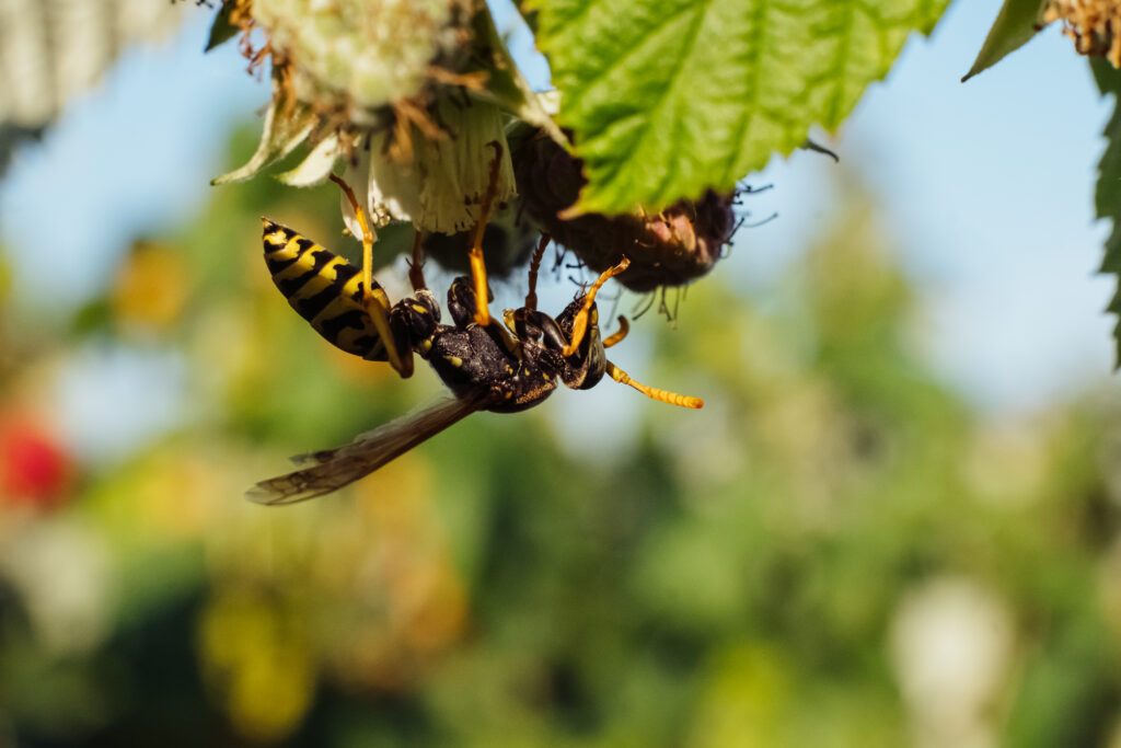 Wasp on an unripe raspberry bush 3 - free stock photo