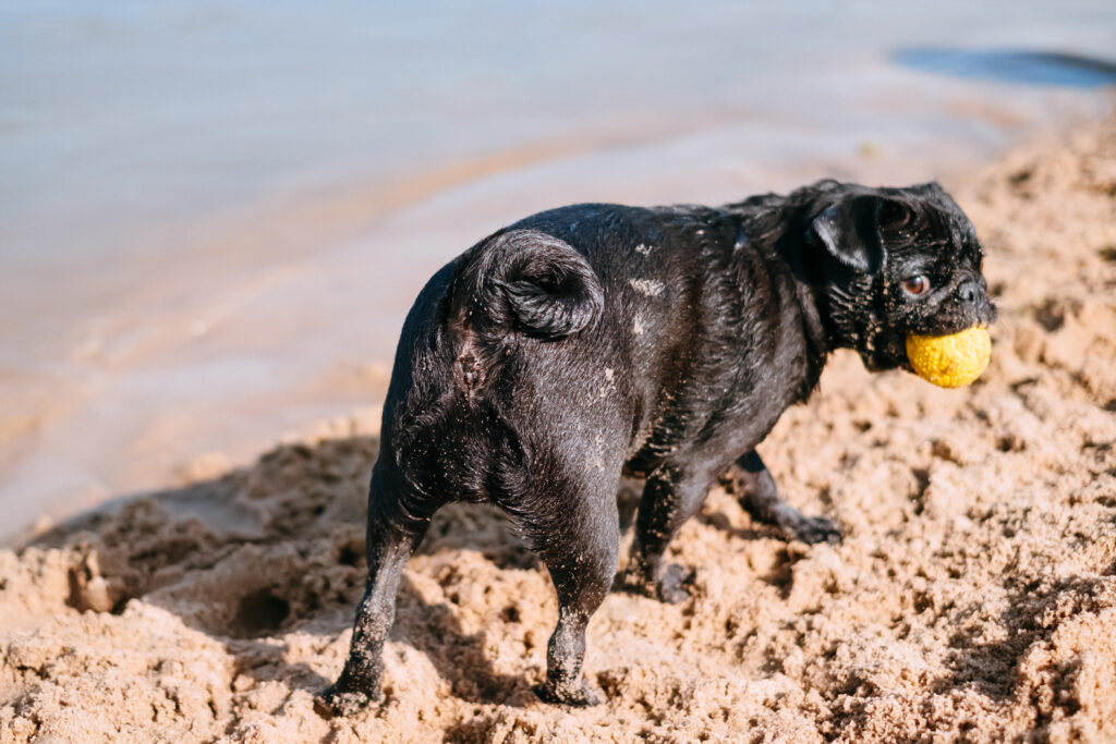 Black Pug playing at the beach - free stock photo
