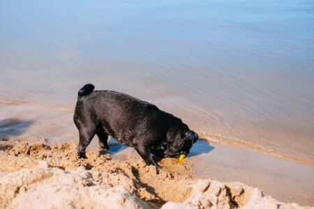 Black Pug playing at the beach 10 - free stock photo