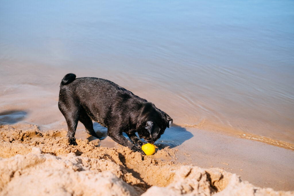 Black Pug playing at the beach 11 - free stock photo