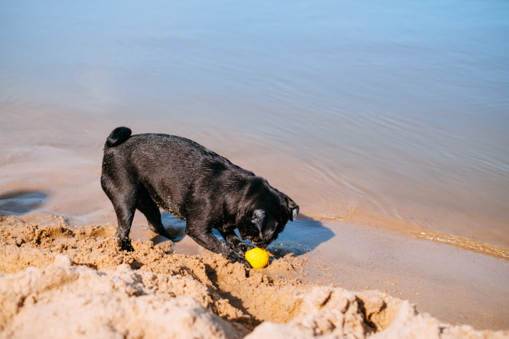 black_pug_playing_at_the_beach_11-1024x683.jpg