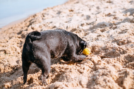 Black Pug playing at the beach 2 - free stock photo