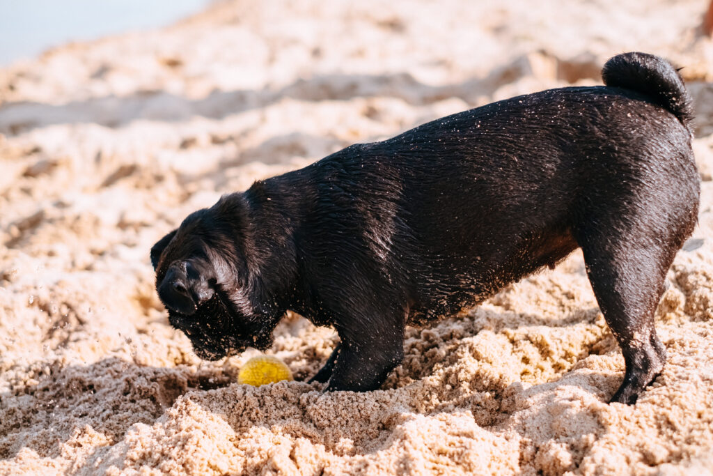 Black Pug playing at the beach 3 - free stock photo