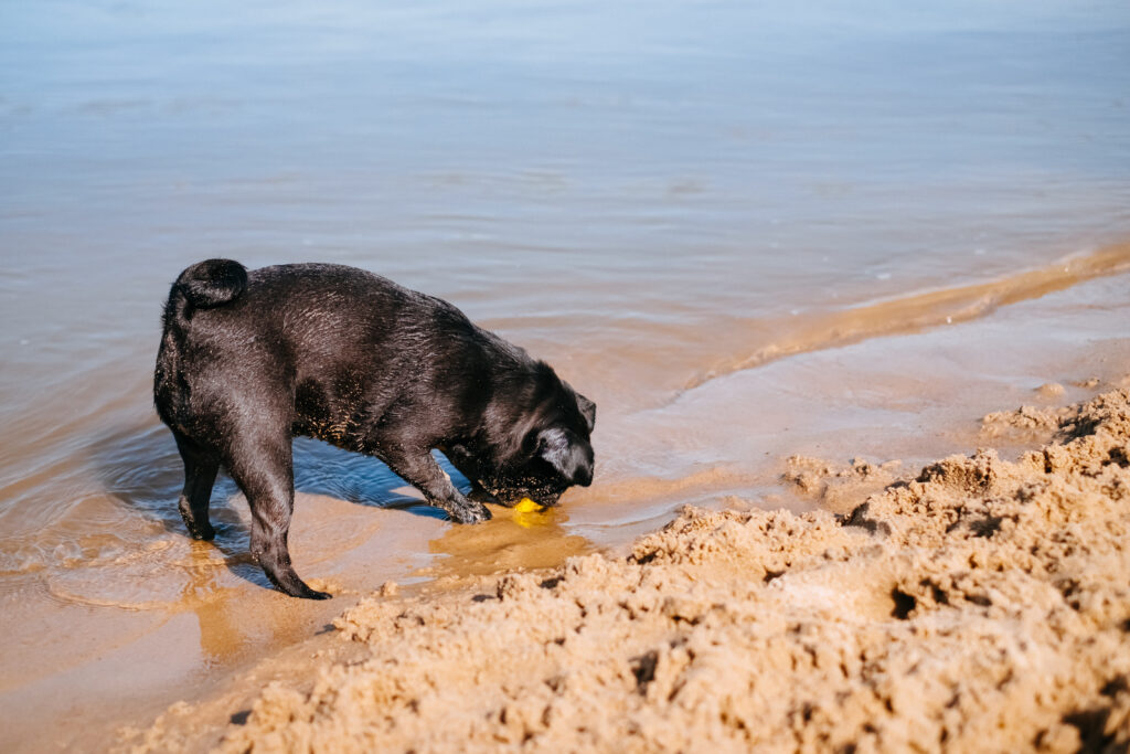 Black Pug playing at the beach 4 - free stock photo