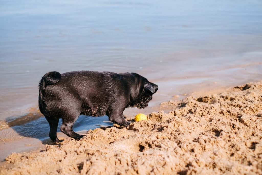 black_pug_playing_at_the_beach_5-1024x68