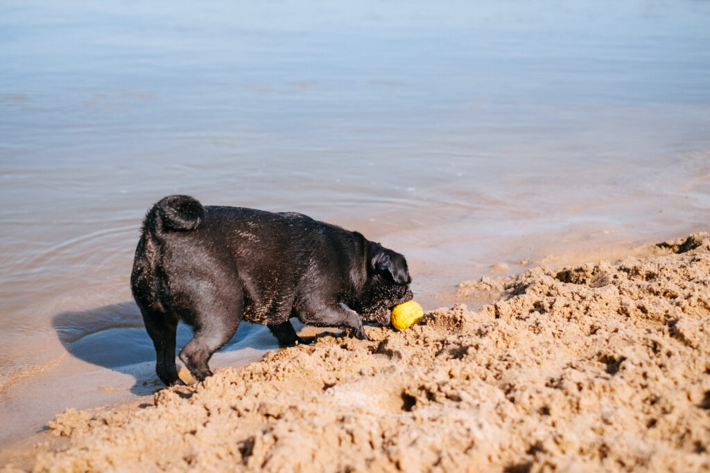 black_pug_playing_at_the_beach_6-1024x68