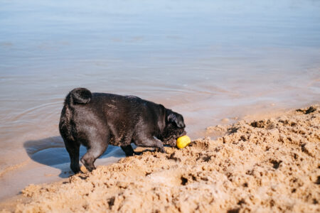 Black Pug playing at the beach 6 - free stock photo