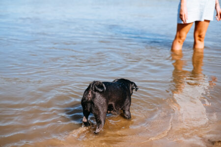 Black Pug playing at the beach 7 - free stock photo