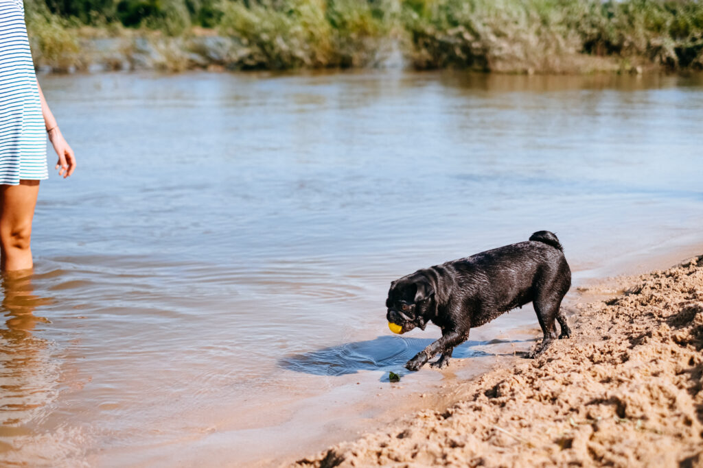 Black Pug playing at the beach 8 - free stock photo