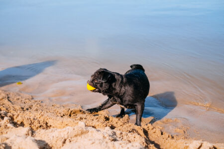 Black Pug playing at the beach 9 - free stock photo