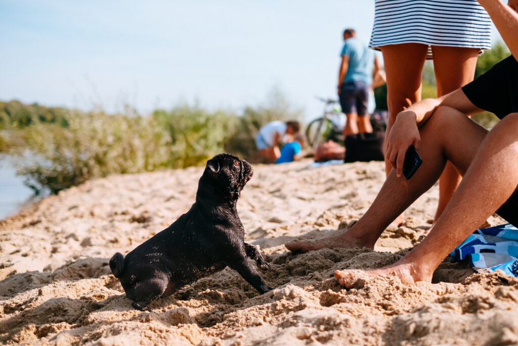 black_pug_playing_at_the_beach_with_its_