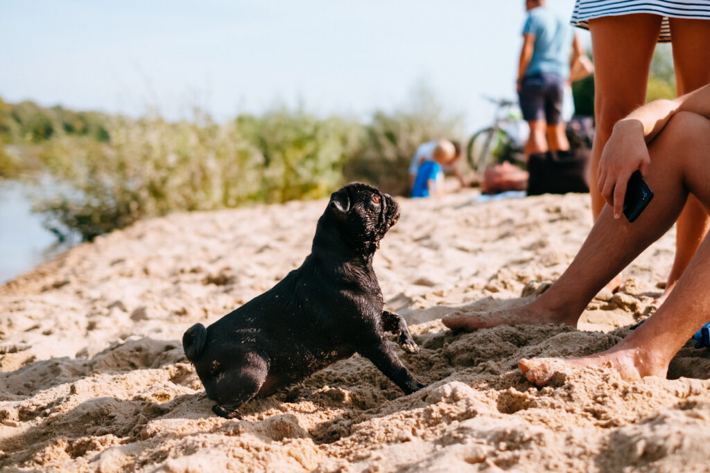 Black Pug playing at the beach with its owners 2 - free stock photo