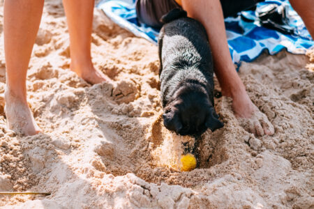 Black pug playing at the beach with its owners 3 - free stock photo