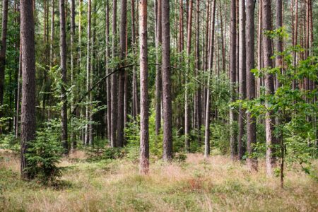 Inside of a temperate mixed forest - free stock photo