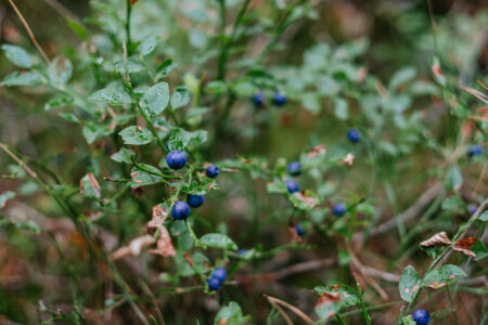 Wild blueberries bush 2 - free stock photo