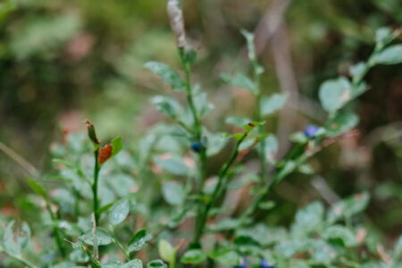 Wild blueberries bush 3 - free stock photo