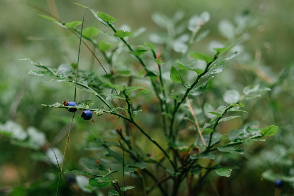 Wild blueberries bush 4 - free stock photo