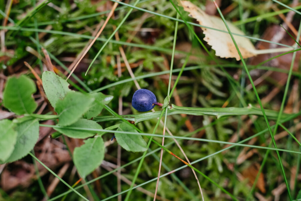 Wild blueberries bush closeup - free stock photo