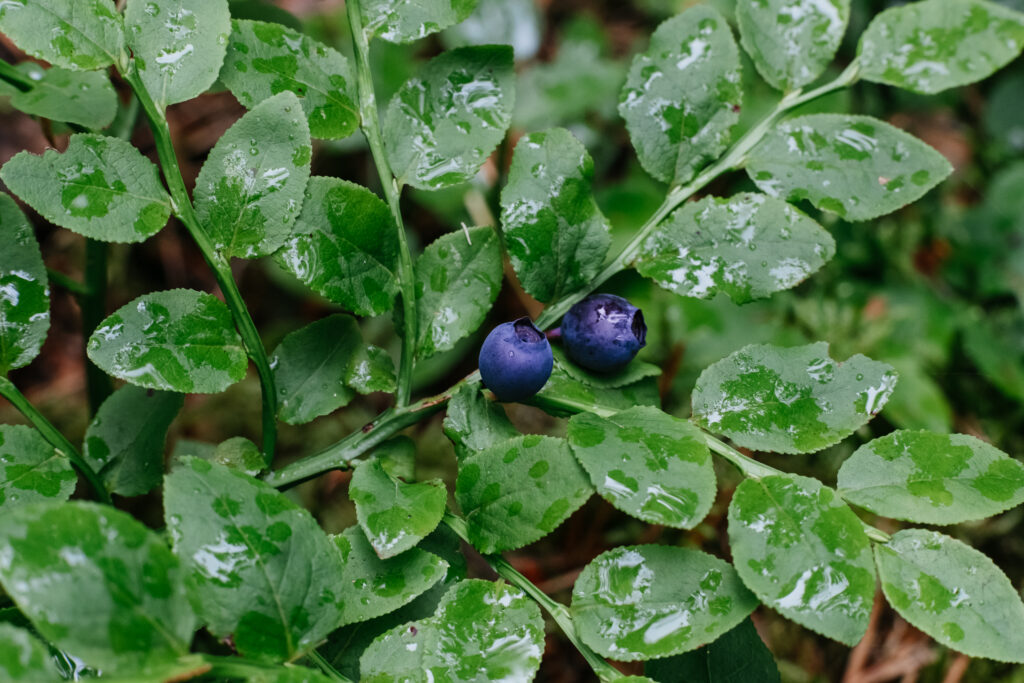Wild blueberries bush closeup 2 - free stock photo