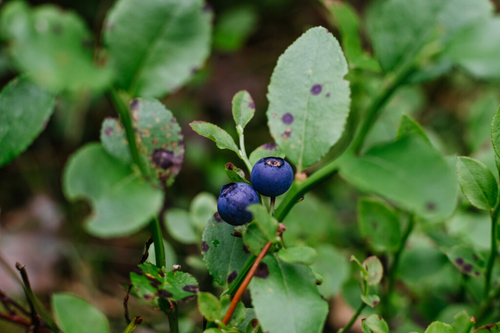 Wild blueberries bush closeup 3 - free stock photo