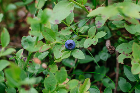 Wild blueberries bush closeup 4 - free stock photo