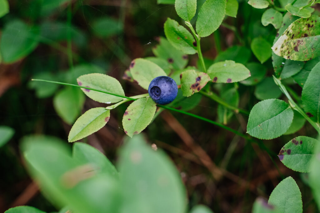 Wild blueberries bush closeup 5 - free stock photo
