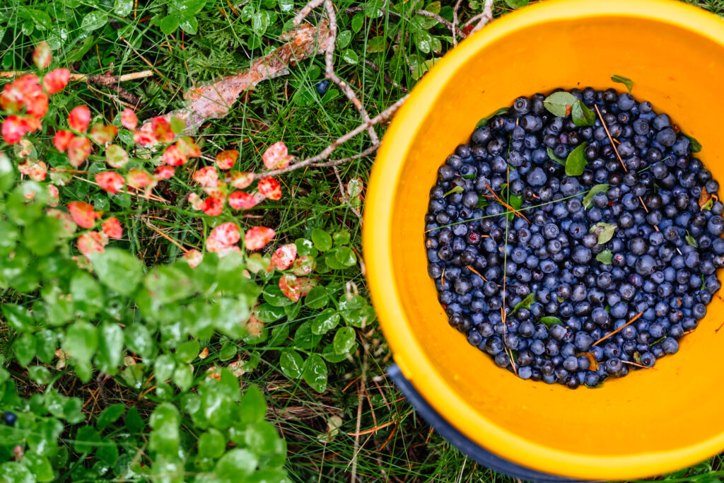 Wild blueberries in a bucket - free stock photo