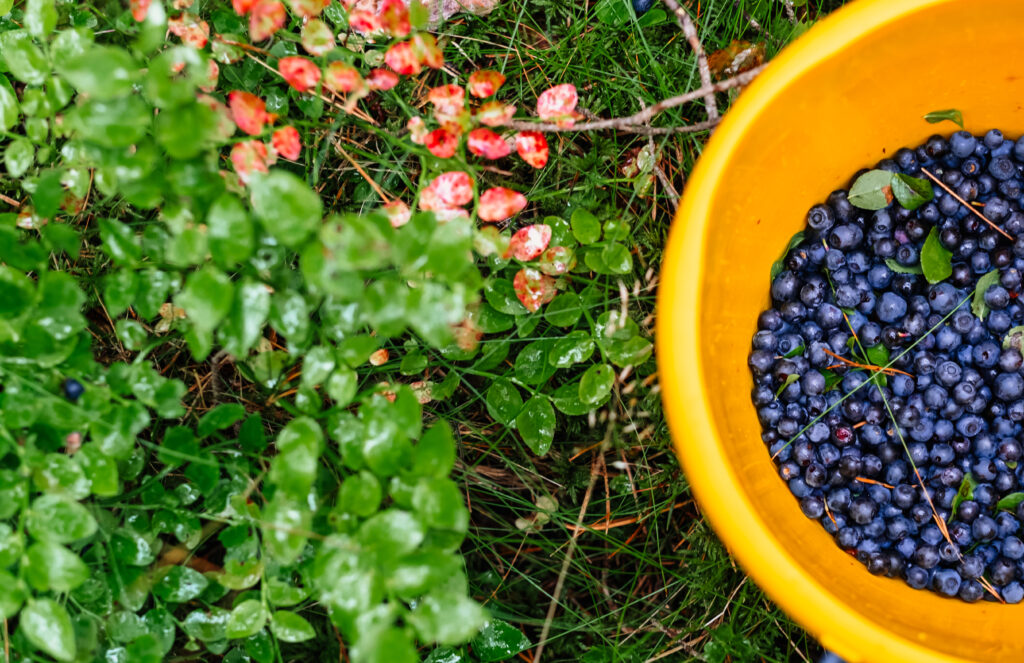 Wild blueberries in a bucket 2 - free stock photo