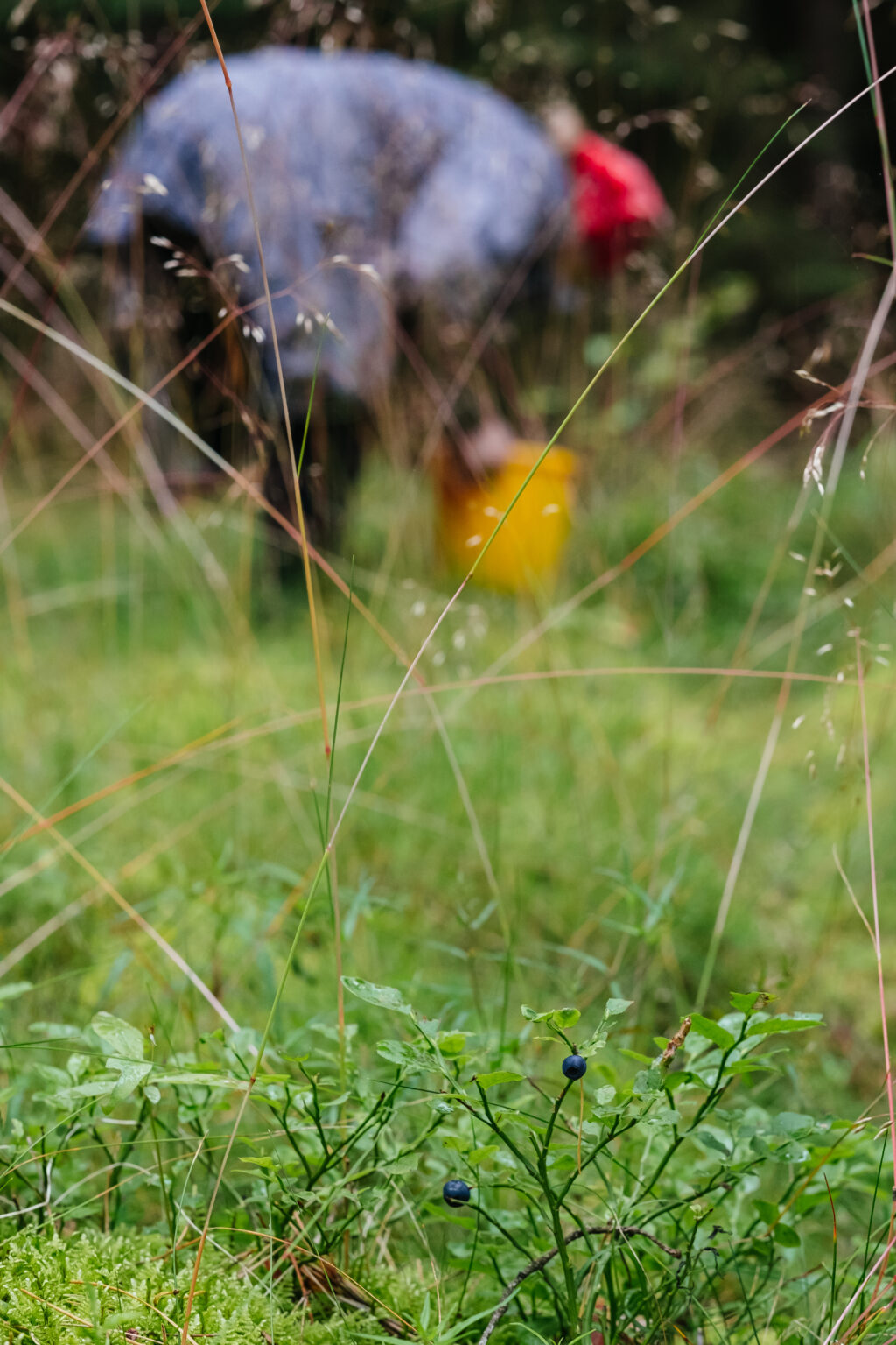 Woman picking wild blueberries in the forest 4 - free stock photo