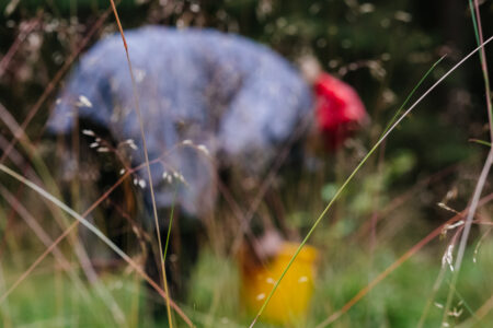 Woman picking wild blueberries in the forest 4 - free stock photo