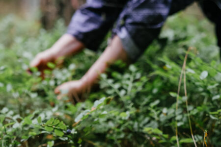 Woman picking wild blueberries in the forest 5 - free stock photo